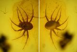 Detailed Fossil Predatory Mite (Parasitidae) In Baltic Amber #163463-1